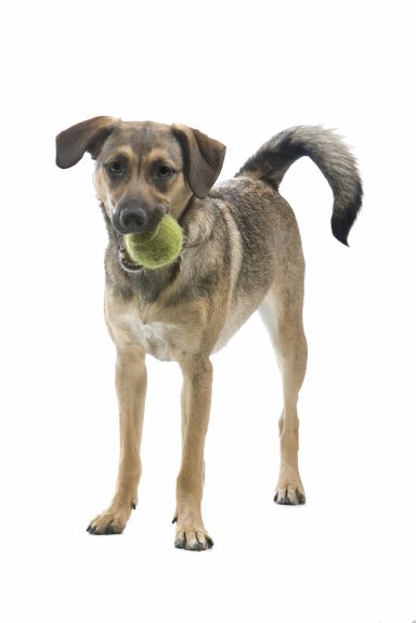 Hund mit Ball