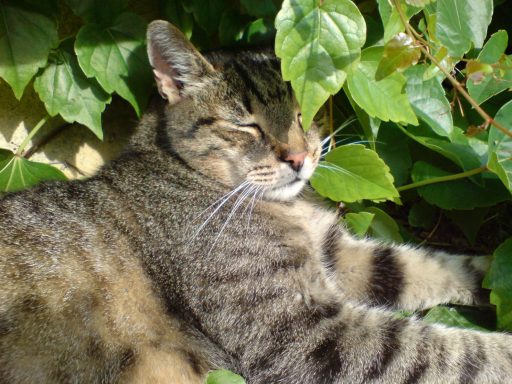 Kater liegt auf der Terrasse