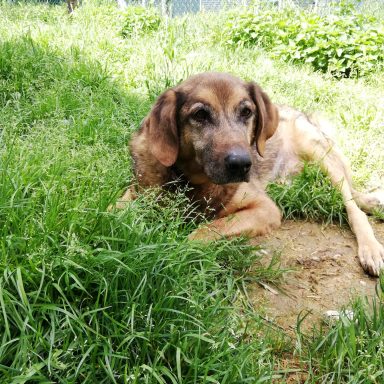 Hund Aron liegt in der Wiese