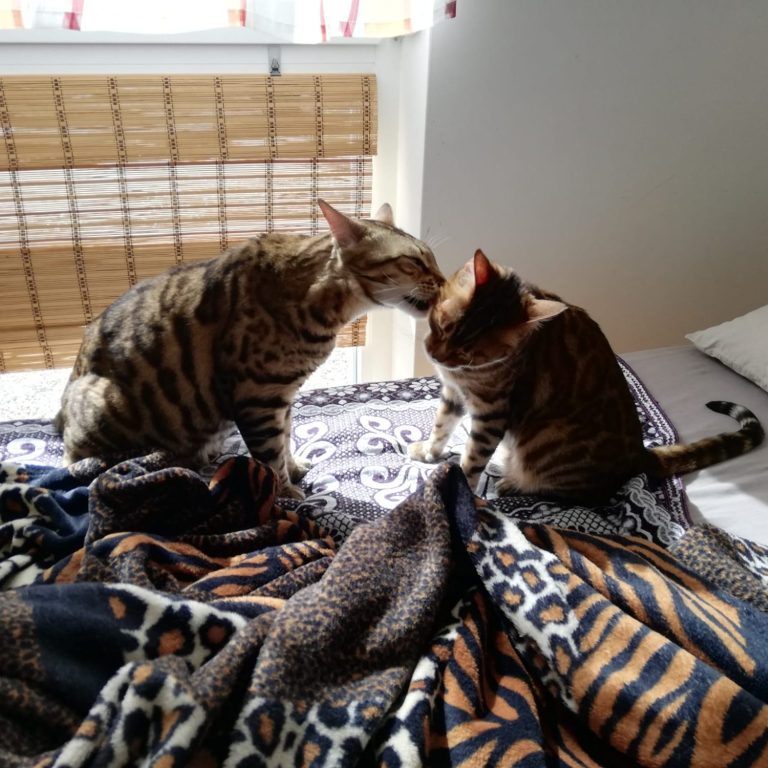Zwei Bengalkater sitzen am Bett, einer putzt den anderen