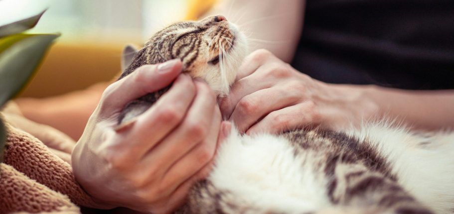 Katze liegt entspannt auf der Schoß und wird gekrault