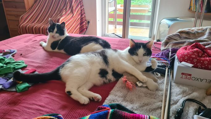 Unsere beiden Katzen liegen nebeneinander auf der Couch