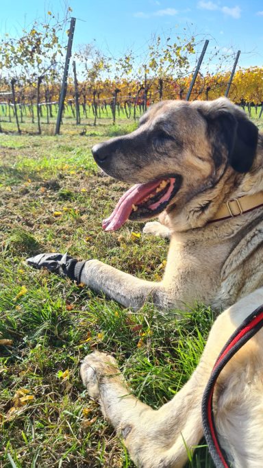 Kangal Rüde Reis liegt in der Wiese und genießt die Sonne