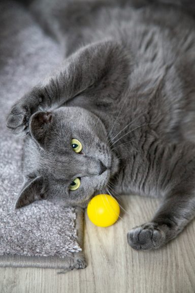 Katze mit Ball