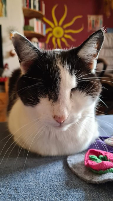 Unser Kater ist auch ohne Augen noch wunderschön