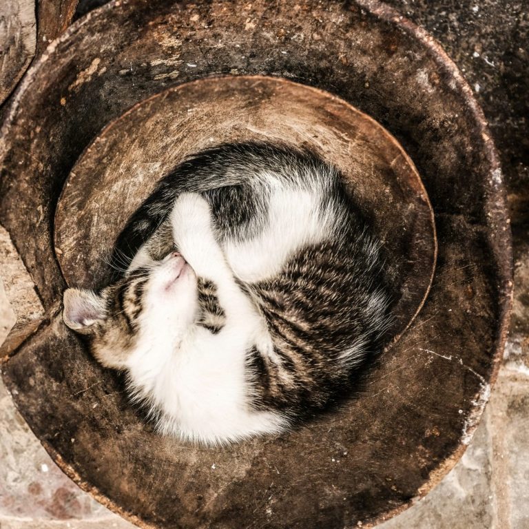zusammengerollte Katze