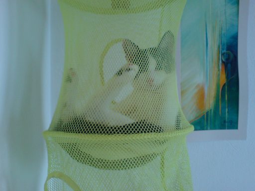 Unser Kater liegt in einem Hängenetz