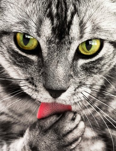 Katze putzt sich