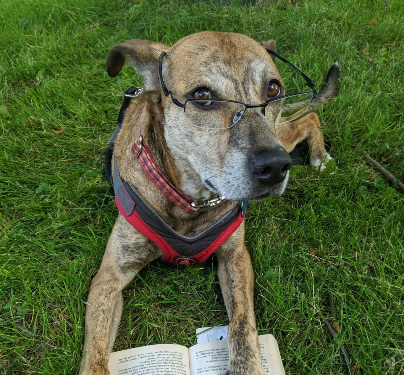 Ein Hund liegt in der Wiese mit Brille und Pfote auf einem Buch