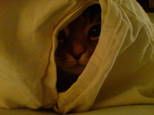 Katze schaut aus Bettüberzug