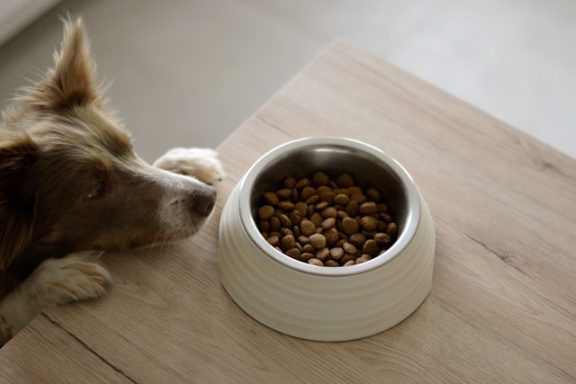Hund schaut zu Futternapf