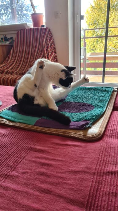 Unser Kater beim Putzen in lustiger Pose mit erhobenen Hinterbeinen