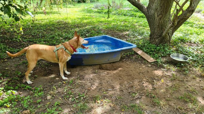 Podenco Dame Margarita steht neben einem Planschbecken