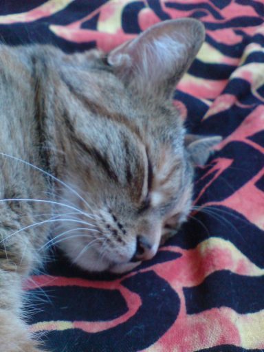 Katze im Bett