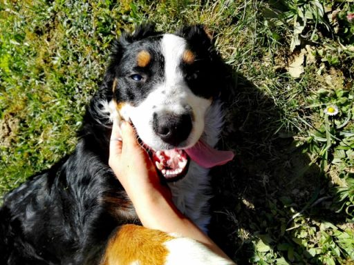 Hund wird gekrault