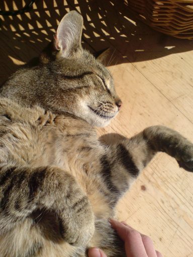Kater liegt am Boden in der Sonne