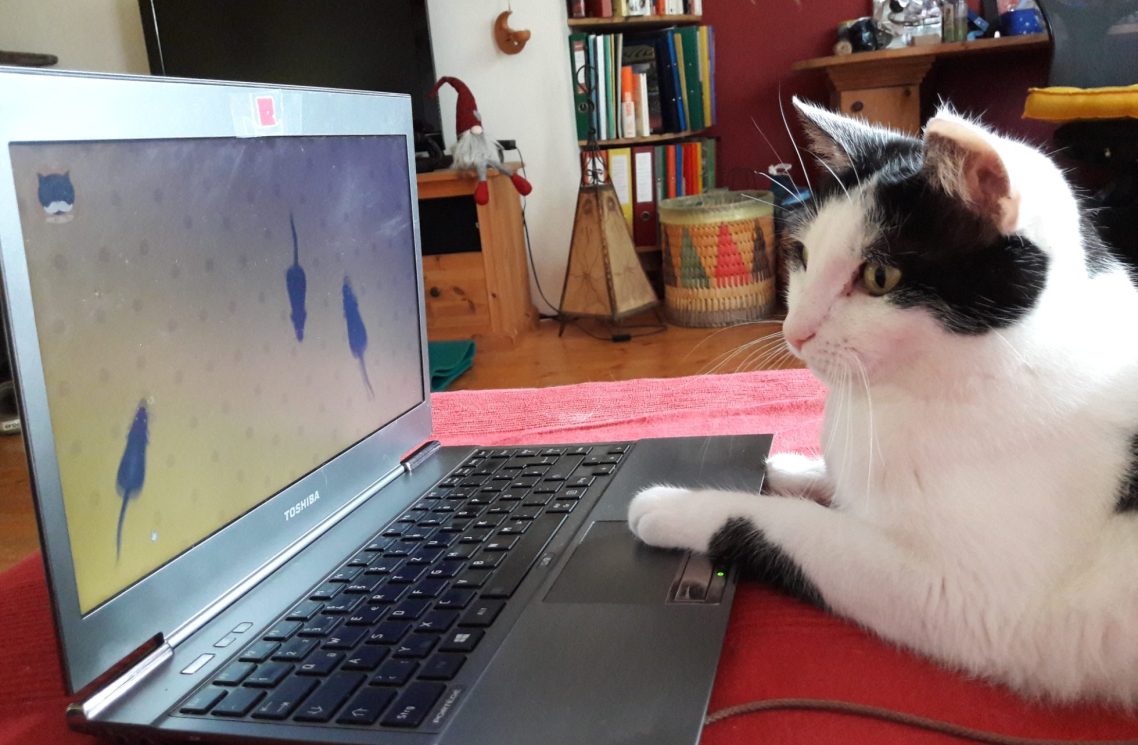 Unsere Lucy beobachtet gespannt Mäuse, die über den Laptop-Bildschirm flitzen