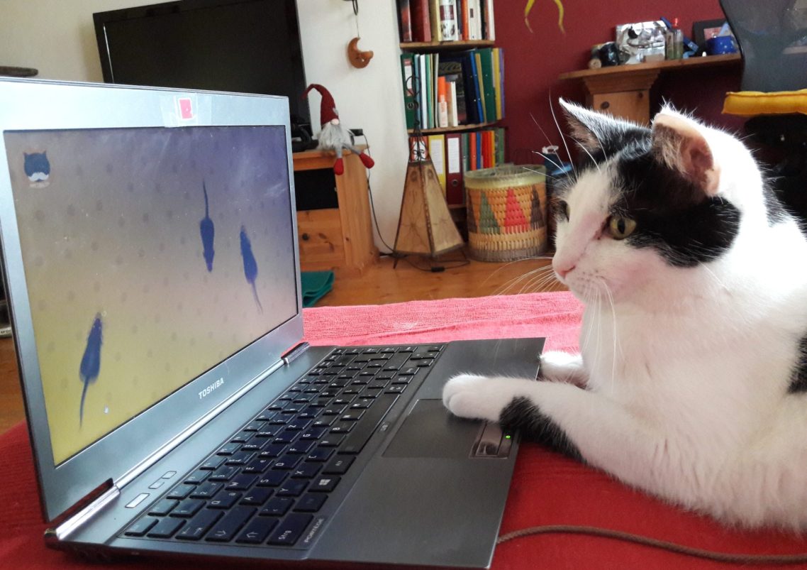 Unsere Lucy beobachtet gespannt Mäuse, die über den Laptop-Bildschirm flitzen