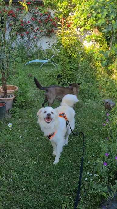 Juri kann jetzt endlich erste Hunde-Freundschaften schließen