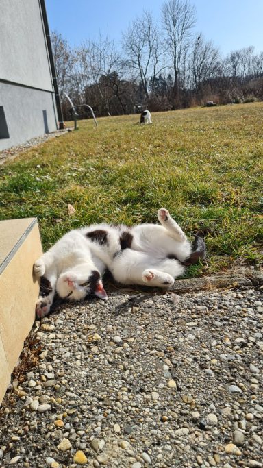 Unsere Kätzin räkelt sich an ihrer Lieblingsecke, unser Kater sitzt im Hintergrund in der Wiese