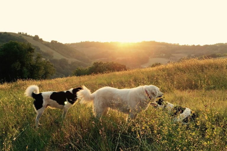 Drei Hunde auf einer Wiese bei Sonnenuntergang