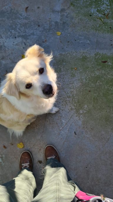 Der süße Hund Juri sitzt vor mir am Boden und schaut mich an