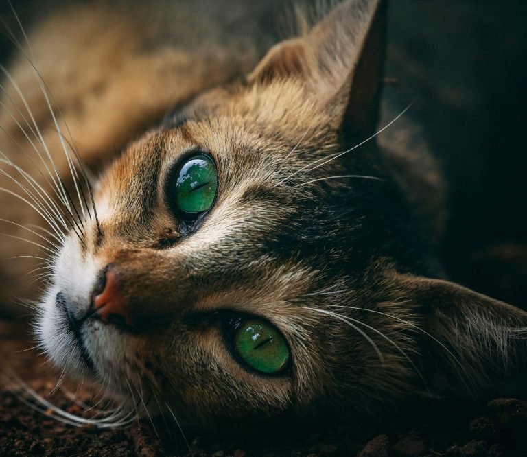 Katze mit grünen Augen