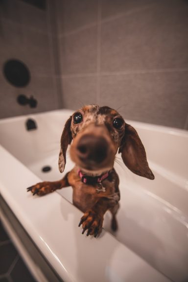 Hund in Badewanne