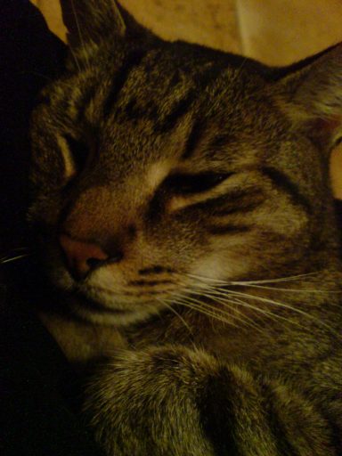 Kater schmiegt sich an mich