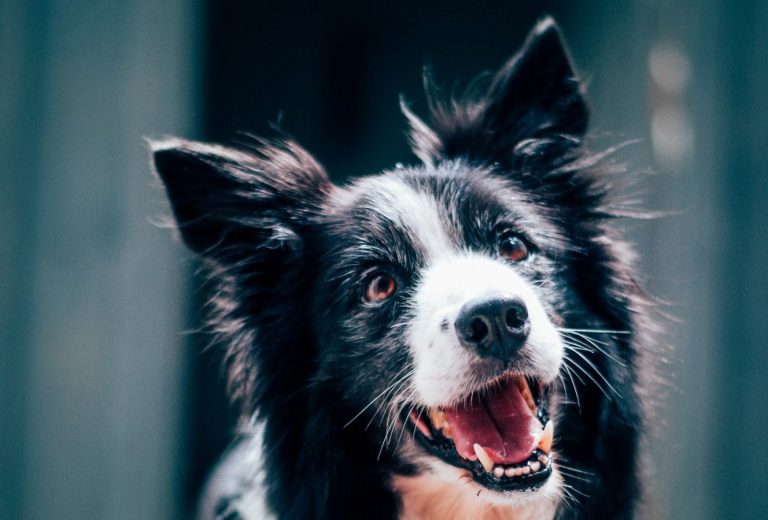 Hund schaut erwartungsvoll