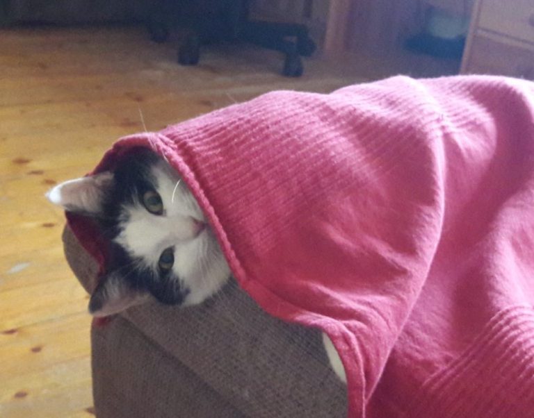 Unsere Katze Lucy liegt unter einer Decke und schaut mit etwas verrückten Augen heraus