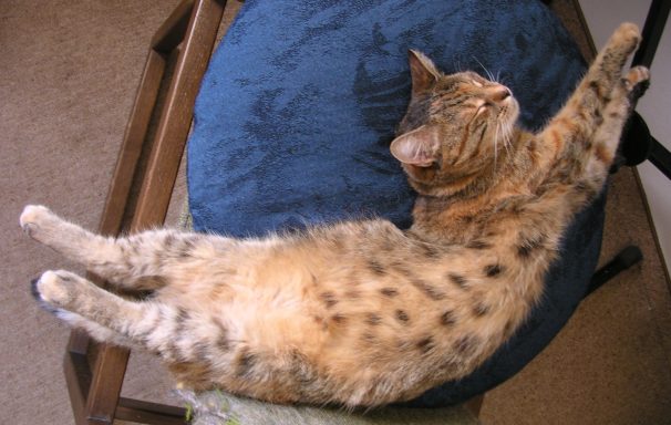 Katze liegt bananenförmig am Rücken