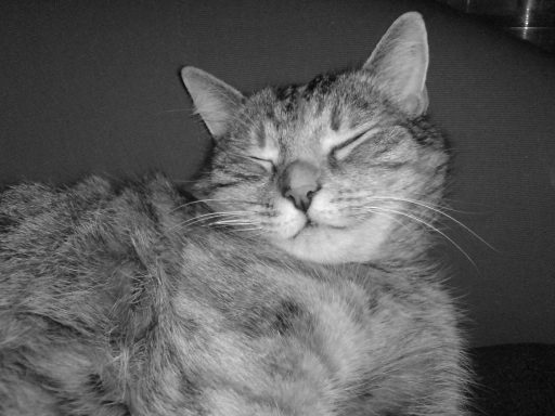 Katze liegt entspannt auf Stuhl