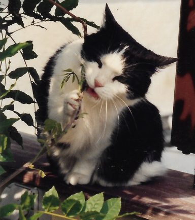 Katze knabbert an Pflanze