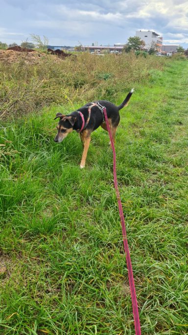 Die kleine Terrier Hündin Shiva erkundet vorsichtig das Gelände