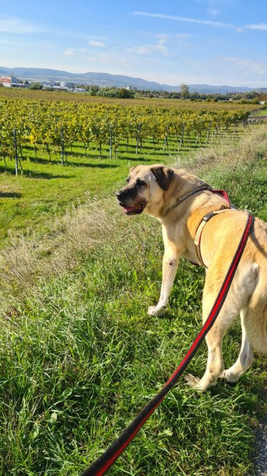 Kangal Hündin Sümbül betrachtet die Weinberge