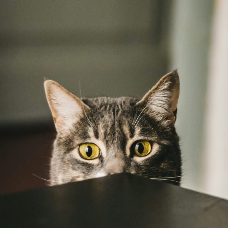 Katze schaut über Tischrand