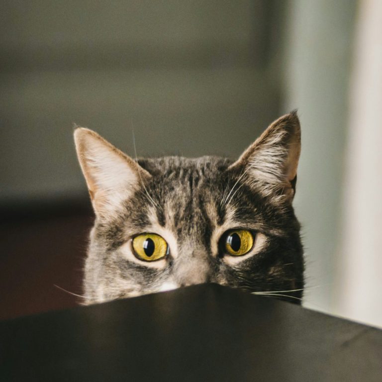 Katze schaut über Tischrand