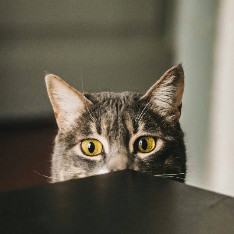 Katze schaut über Tischrand