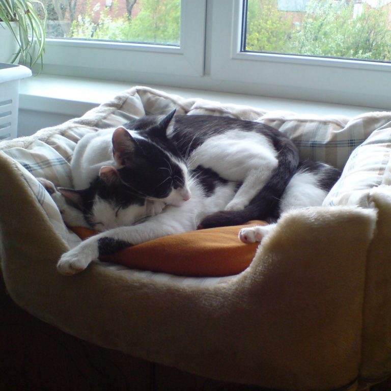 Unsere Katzen liegen übereinander im Körbchen