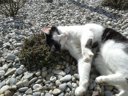 Unsere Kätzin reibt sich an der Katzenminze