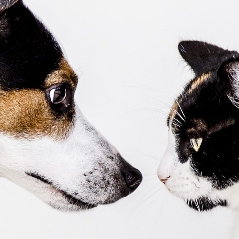 Hund und Katze schauen sich an