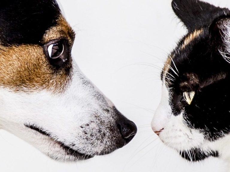 Hund und Katze schauen sich in die Augen